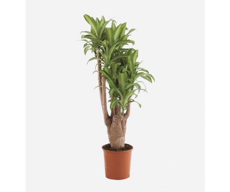 Dracaena Massangeana Branched - Dragon Plant