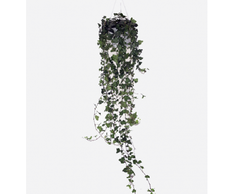 Hedera Hanging - English Ivy