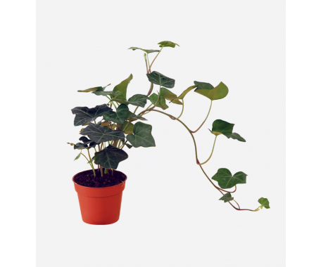 Hedera Pot - English Ivy