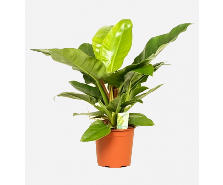 Philodendron Gold - Sweet Heart Plant