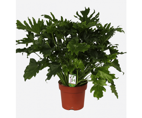 Philodendron Xanandu