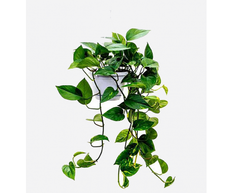 Scindapsus Hanging - Money Plant, Devil's Ivy