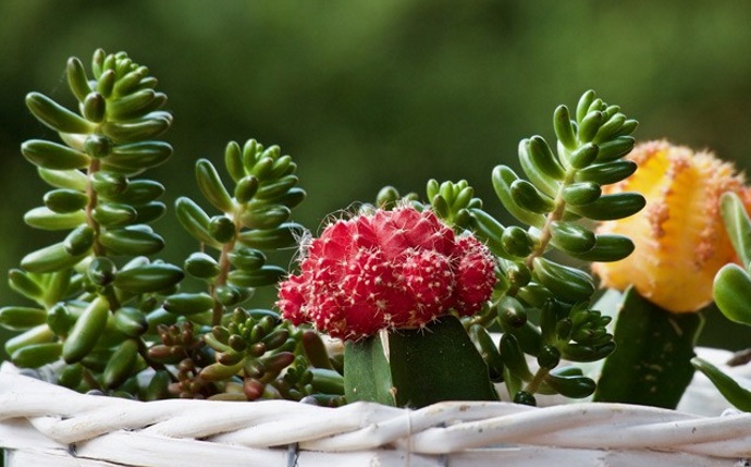 Top 10 Succulent Plants for Indoors