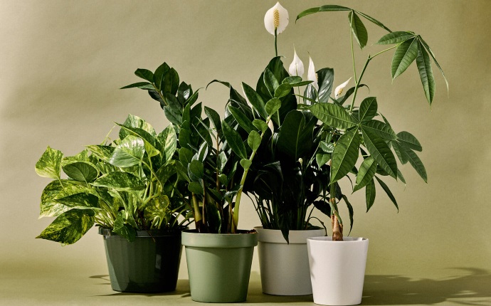 Top 10 Indoor Plants for Home & Office