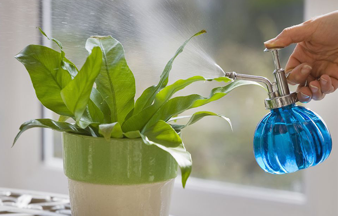 How to care for indoor plants in Dubai