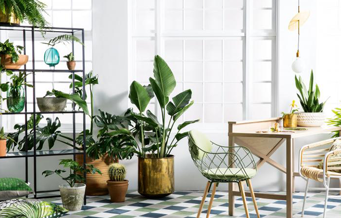 How to choose the perfect indoor plant in the interiors