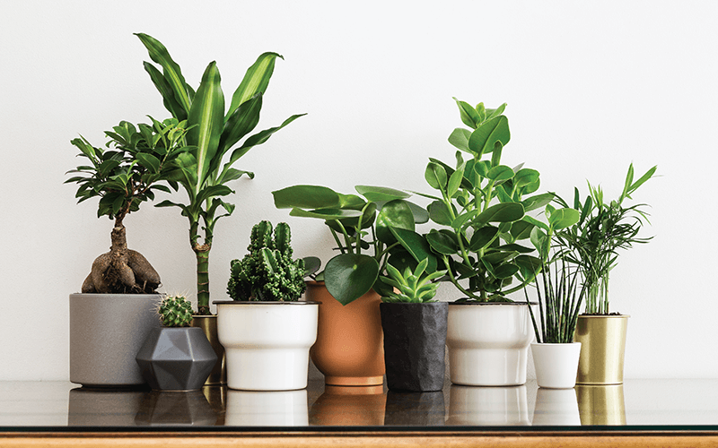 Best Indoor plants for styling your home