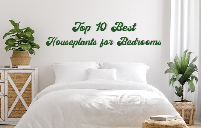 Top 10 Best Houseplants for Bedrooms