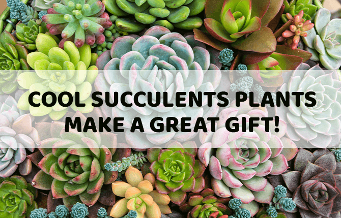 Cool Succulents Plants make A Great Gift!