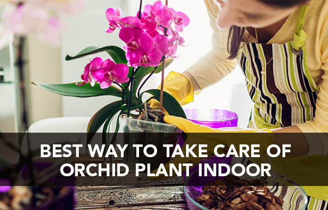 Best way to take care of Orchid Plant Indoor