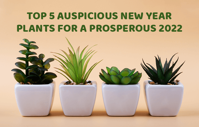 Top 5 Auspicious New Year Plants for A Prosperous 2022