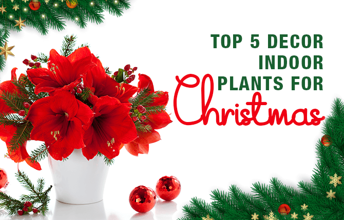 Top 5 Decor Indoor Plants for Christmas