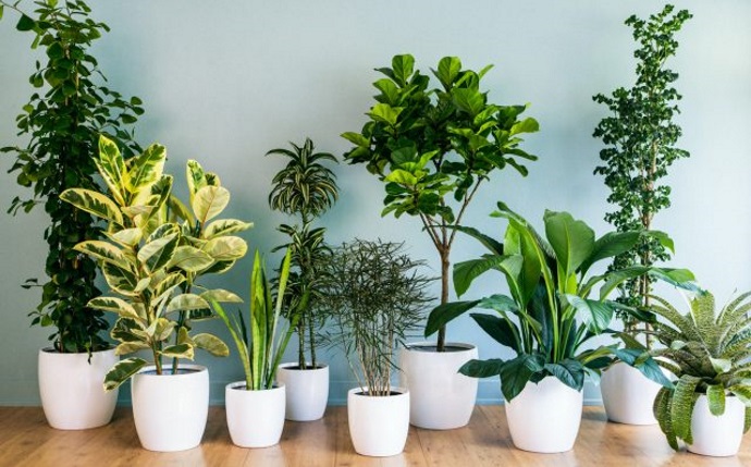 What are the Benefits of Indoor Plants
