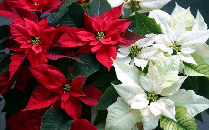 How to Take Care of Poinsettia at Home