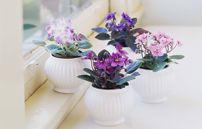 Stunning Flowering Indoor Plants You’ll Fall In Love With