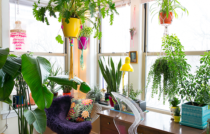 Best Indoor plants for styling your home