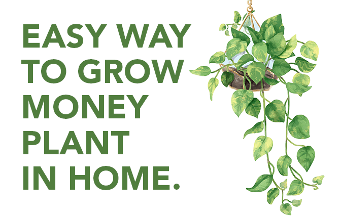 Easy way to grow Money Plant in Home