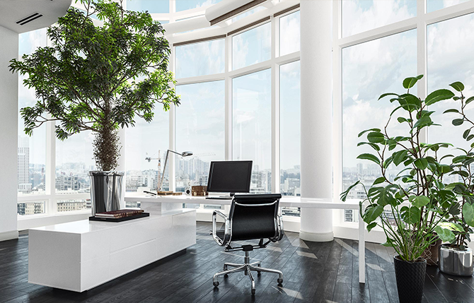 What type of Indoor Plants That Can Improve Your Office Environment?